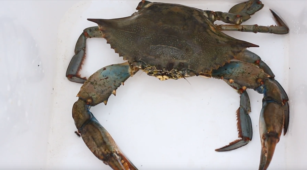 Blue Crabs -Crabbing HQ