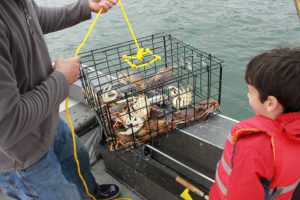 How To Go Crabbing: Crab Pots -Crabbing HQ