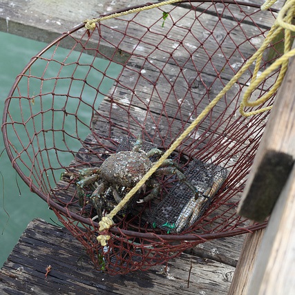 Crab Pot Basics! How to set up your crab pots and catch more crab! 