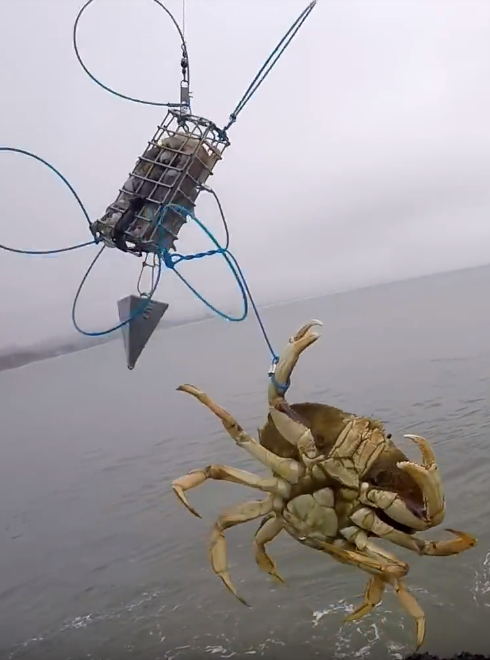 The Ultimate Guide To Crabbing with Snares -Crabbing HQ